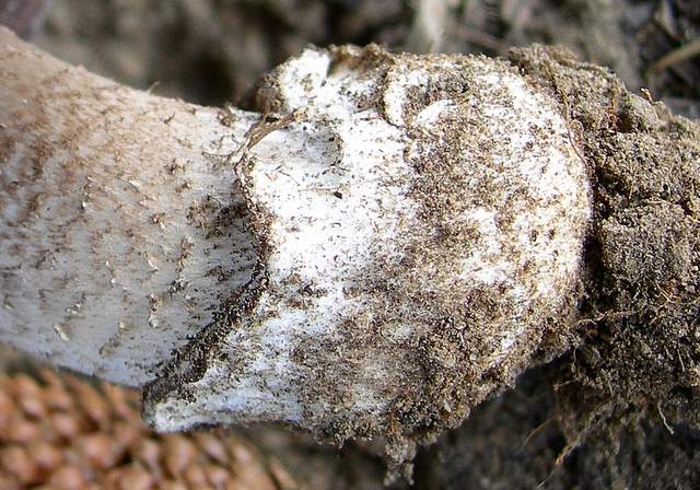 Agaricus pequinii    (Boud.)    Singer